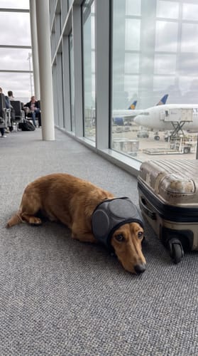 Teckel met Mypawsome oorkappen bij een gate op het vliegveld