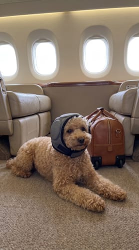 Hond met Mypawsome oorkappen tijdens een vlucht