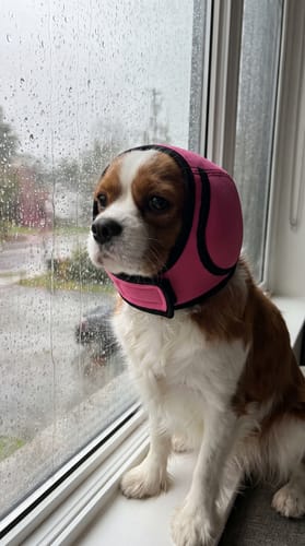 Hond met Mypawsome oorkappen bij de trimsalon