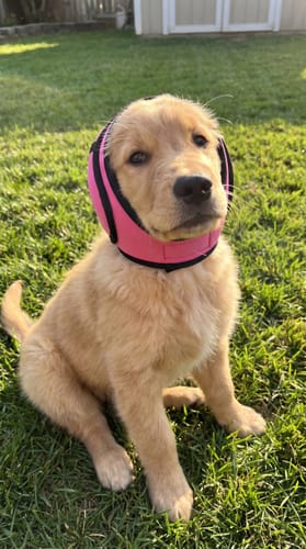 Oudere hond met Mypawsome oorkappen