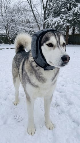 Hond rustig tijdens onweer