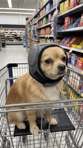 Klant en hond met Mypawsome oorkappen