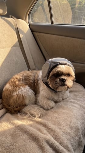 Hond rustig opgekruld in de auto