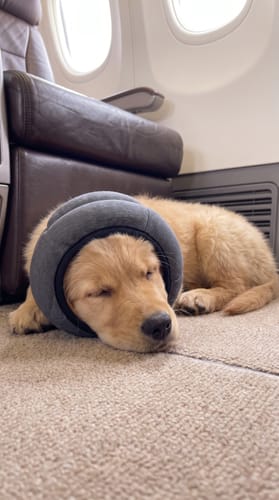 Hond in slaap tijdens een vlucht
