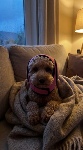 Klant en hond met Mypawsome oorkappen