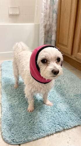 Zwerfhond ontspannen met oorkappen