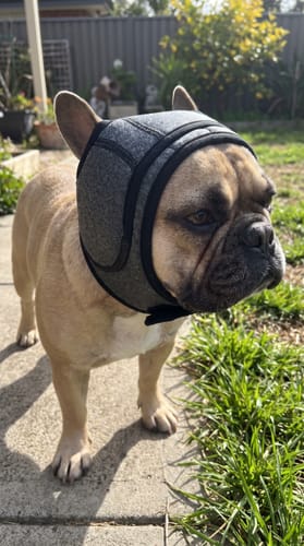 Hond rustig tijdens onweer