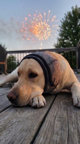 Hond rustig tijdens vuurwerk